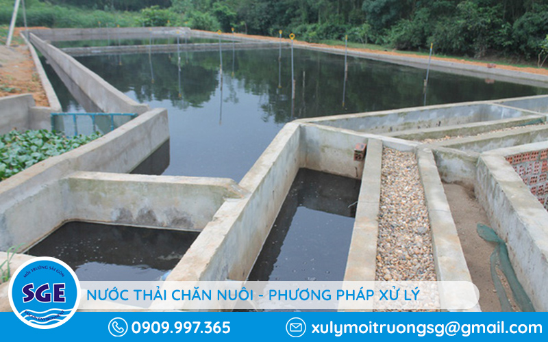 xử lý nước thải chăn nuôi