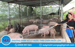 nước thải chăn nuôi lợn